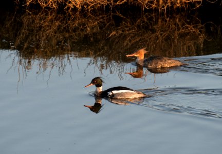 Red-breasted Merganser (Mergus serrated), Hallig Langeness
