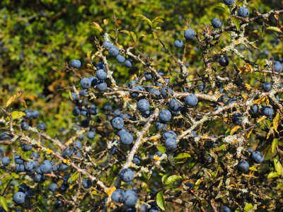 Blue bush fruit