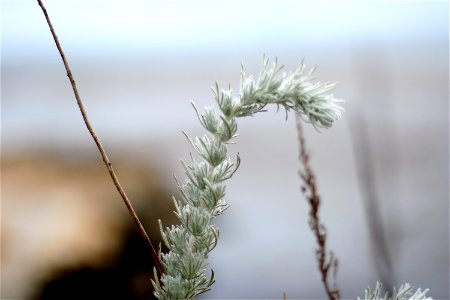 Feathery