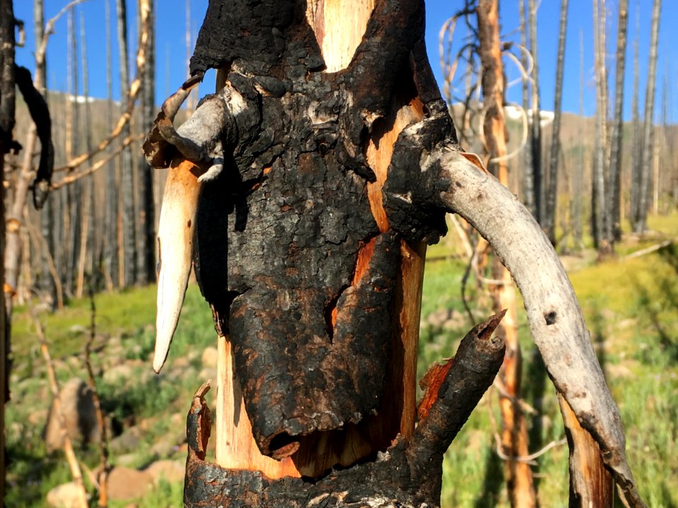 Almost Like a Burnt Steer Skull