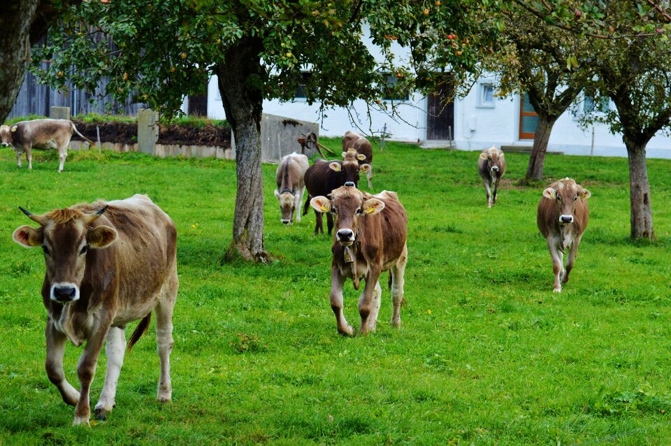Cute ruminant dairy cattle