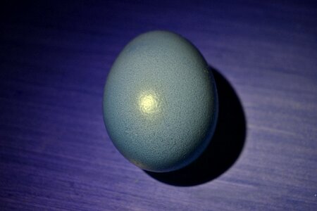 Egg still life calm