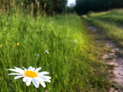 Beauty on the Road side