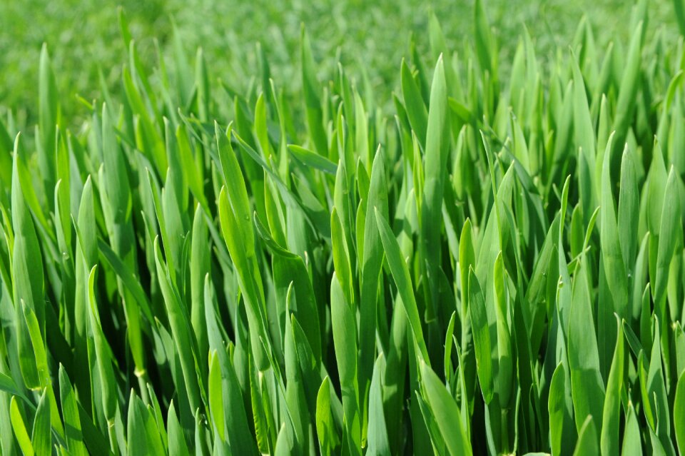 Sunshine wheat field wheat