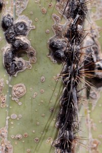 Saguaro Textures photo