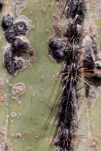 Saguaro Textures