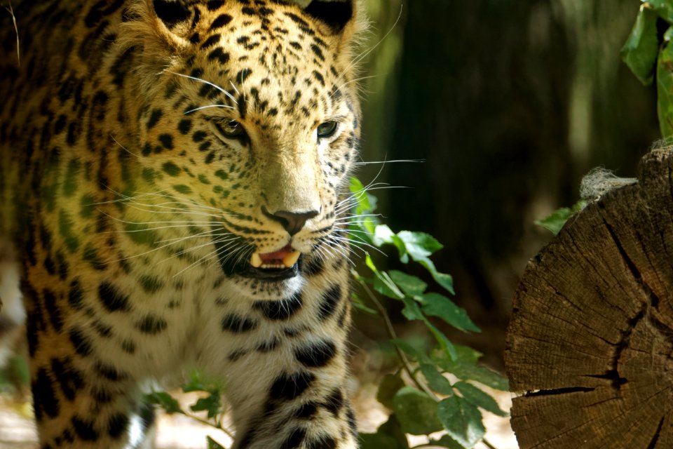 Amur Leopard, Marwell Zoo
