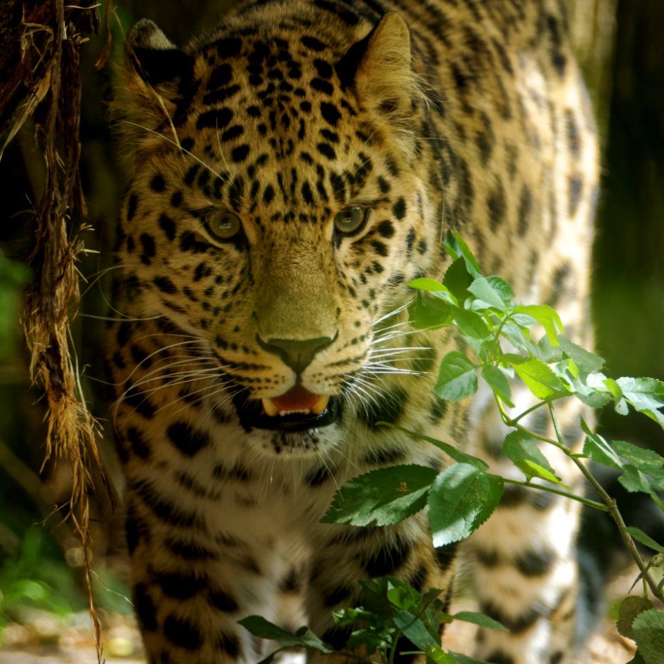 Amur Leopard, Marwell Zoo photo