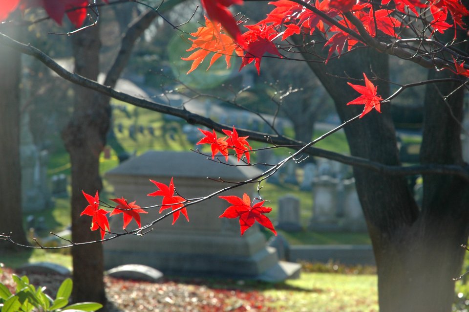 Autumn 2009 at Mount Auburn