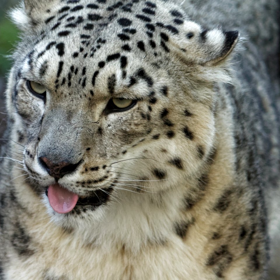 Snow Leopard, Marwell Zoo