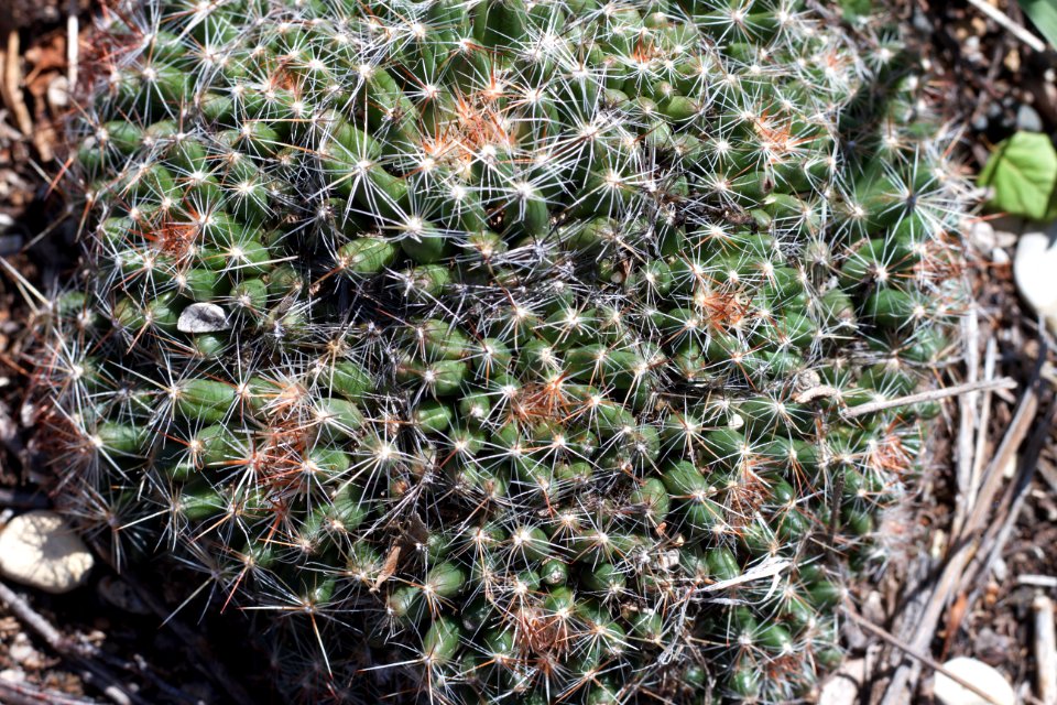 2020/366/145 Saskatchewan Cacti