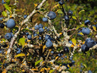 Blue bush fruit