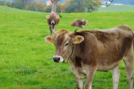 Cute ruminant dairy cattle