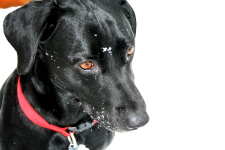 Snow Gaze