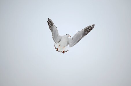 Flying animal wing photo