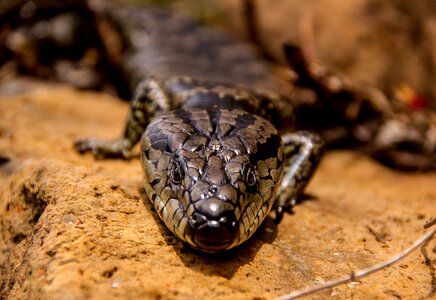 Reptile scales shiny photo