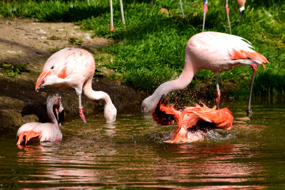 Flamingos