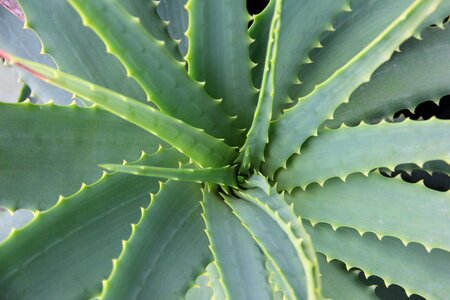 Botany skincare plant