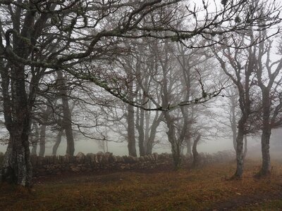 Trees tree trunks book