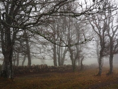 Trees tree trunks book