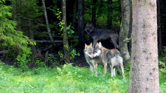 Tender beasts, and a lurker in the shadows