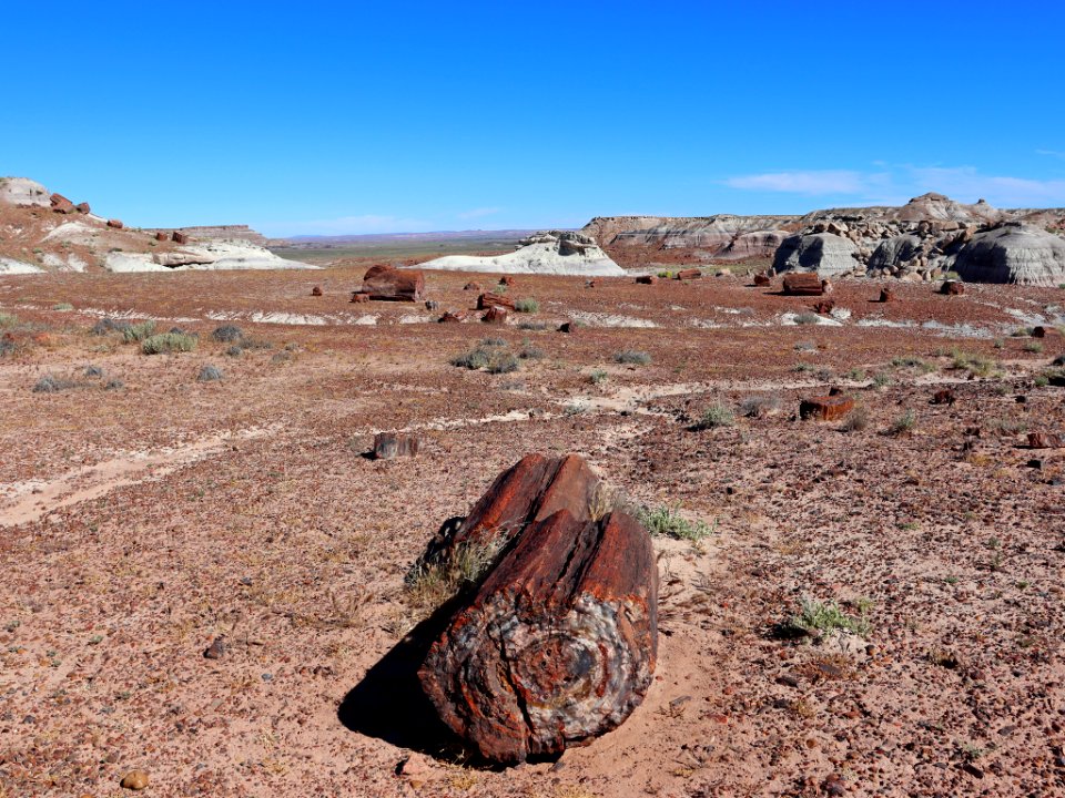 Petrified Forest NP in AZ