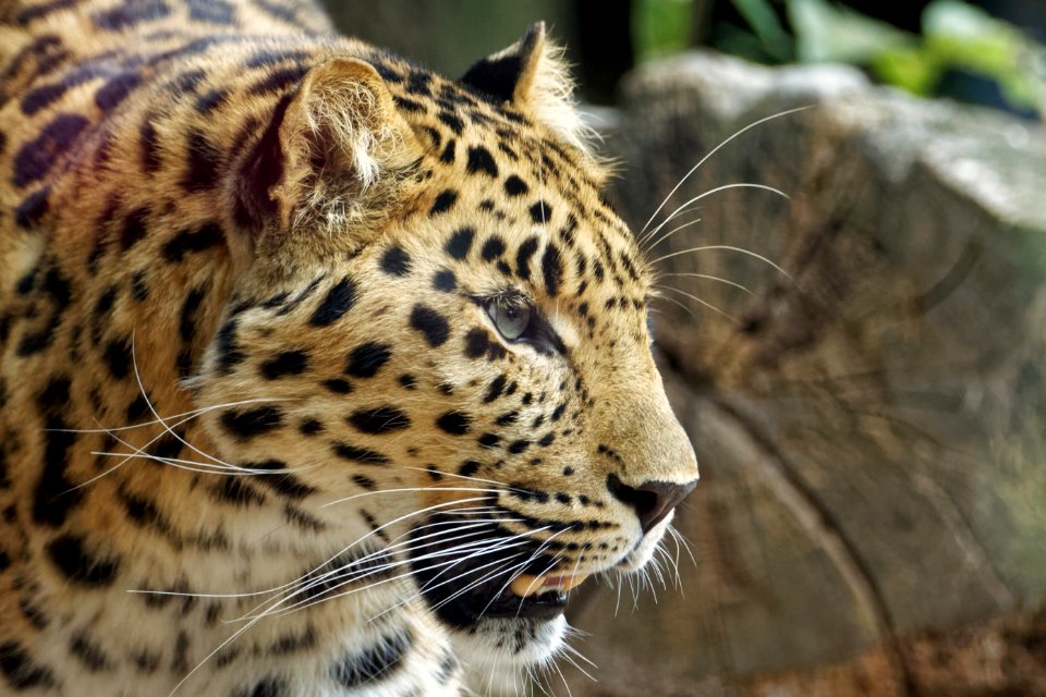 Amur Leopard, Marwell Zoo