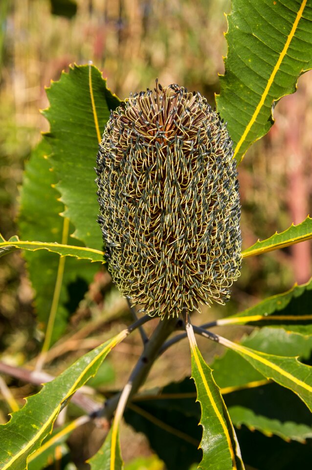Australia native green