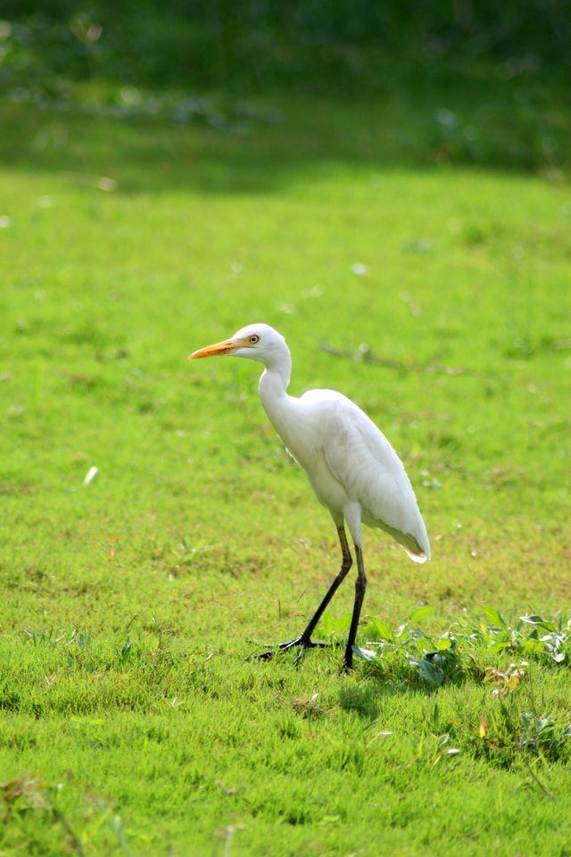 Water Bird
