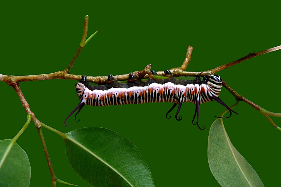 Catapillar butterfly pupae