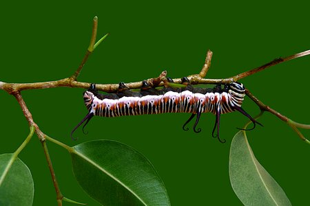 Catapillar butterfly pupae