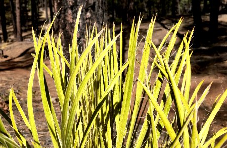 Yucca Up in the Forest