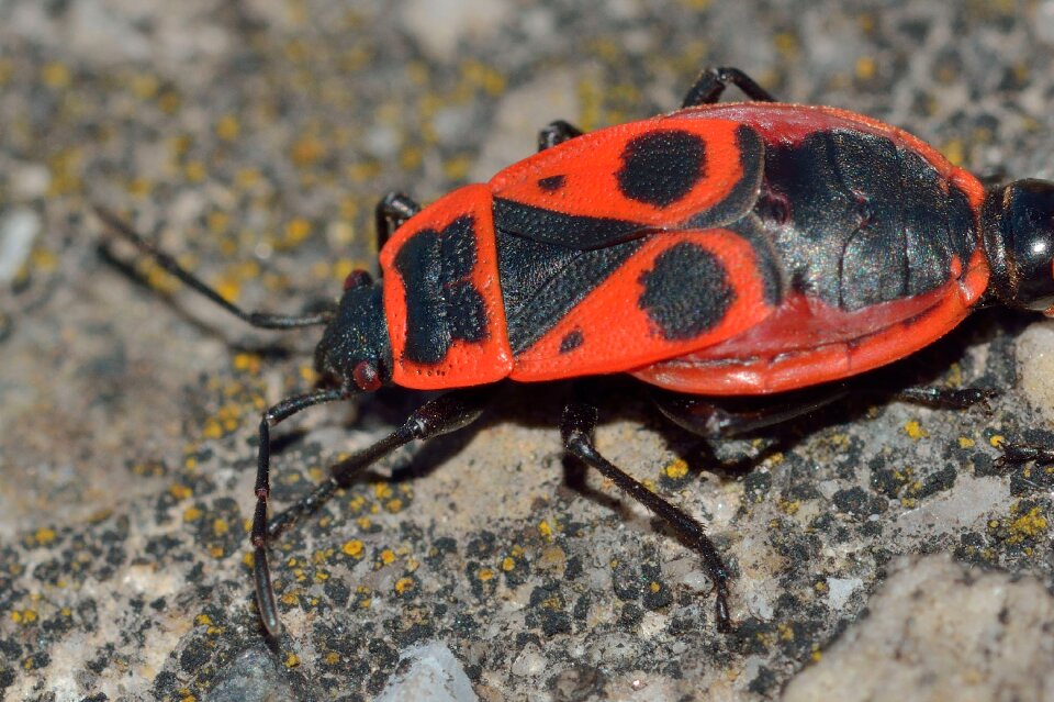 Bedbugs pyrrhocoris apterus