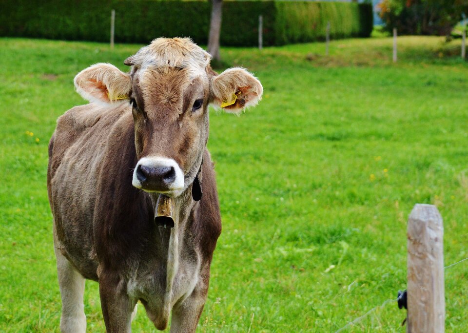Cute ruminant dairy cattle