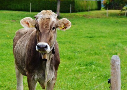 Cute ruminant dairy cattle
