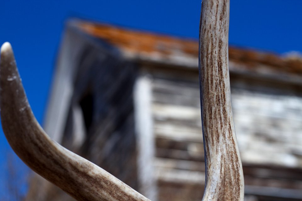 2019/365/76 House of Antlers