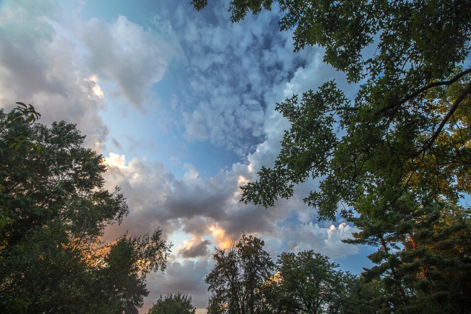 Forest sky nature photo