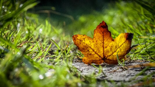 Leaves in the autumn forest maple photo