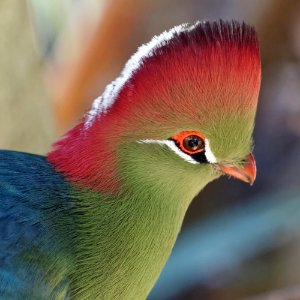 Fischer's Turaco, Marwell Zoo