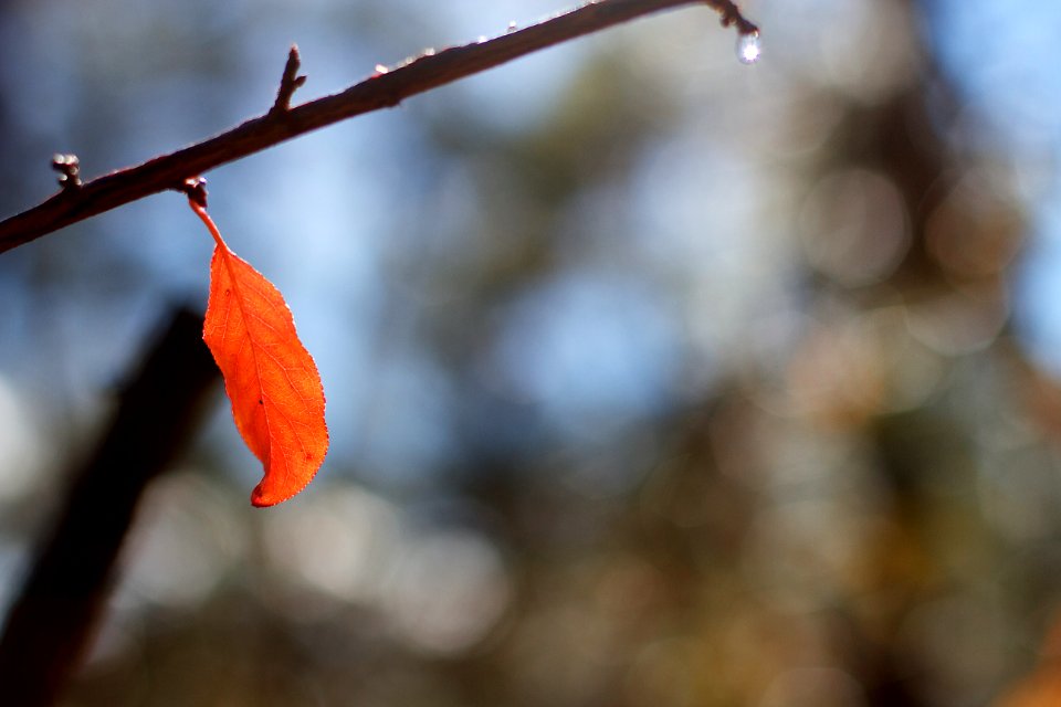Even With a Snowstorm, That Darned Leaf is Hanging In...