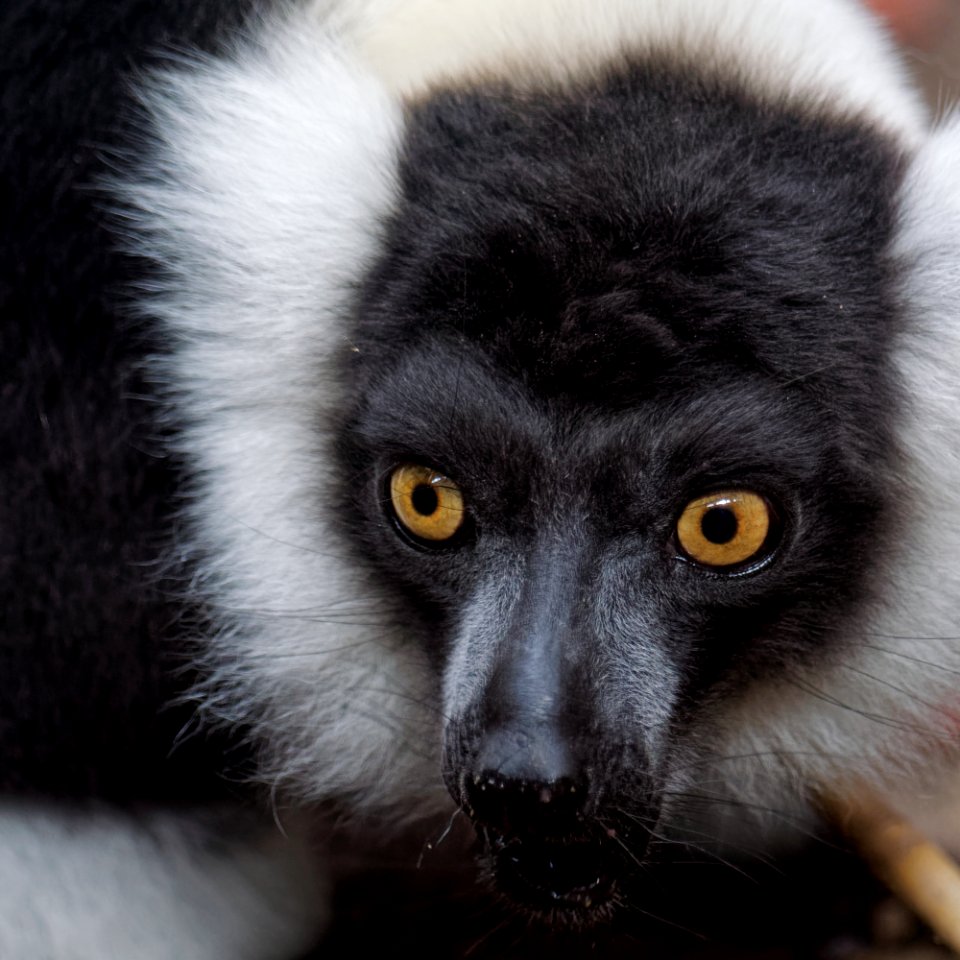 Black and White Ruffed Lemur, Marwell Zoo