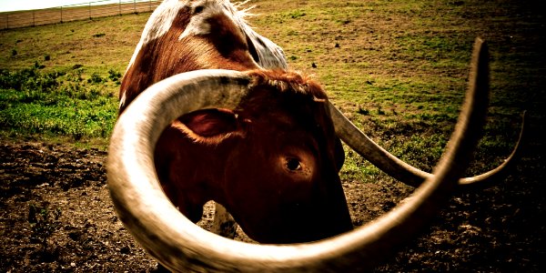Hook 'em