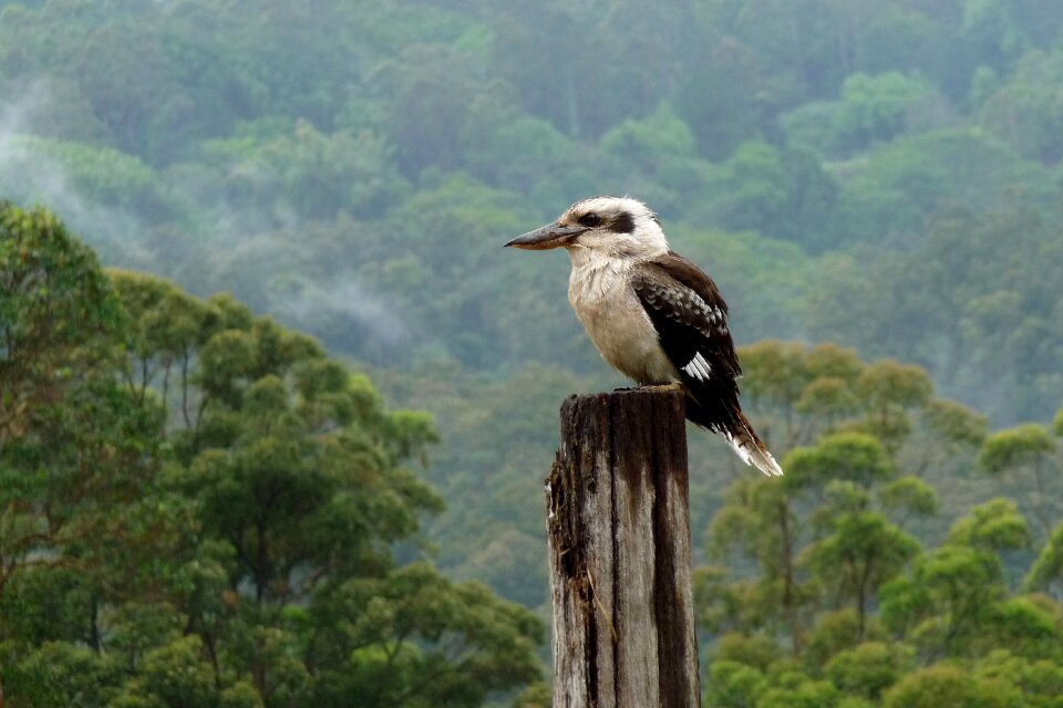 Montville sunshine coast aussie icon