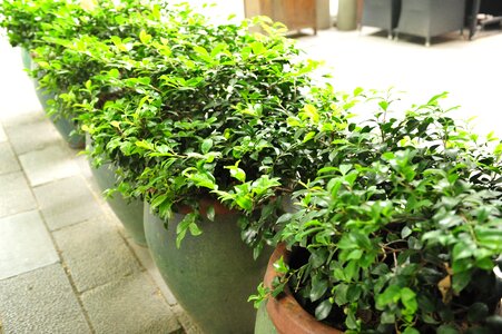 Bonsai shanghai xintiandi plants