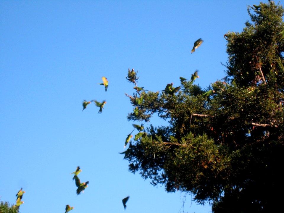 Parrots of Telegraph Hill