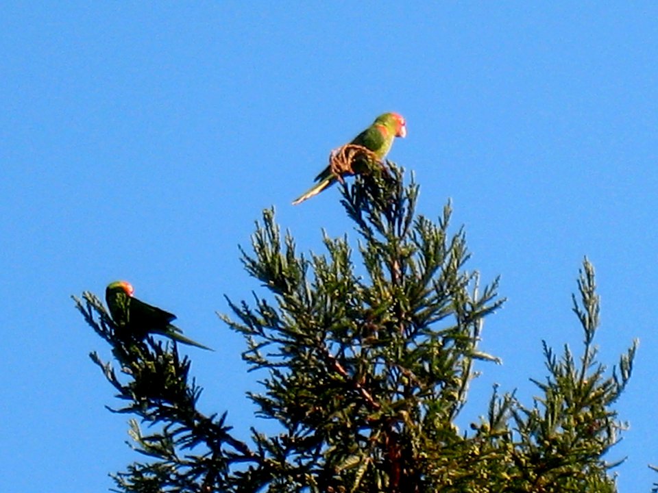 Parrots of Telegraph Hill