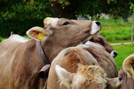 Cute ruminant dairy cattle
