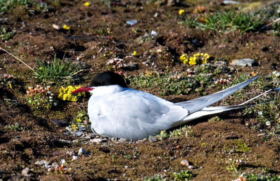 Arctic tern (Sterna paradisaea) breeding, Nordenskjöld Land National Park, Spitsbergen