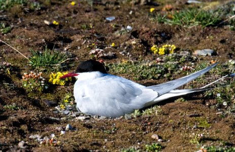 Arctic tern (Sterna paradisaea) breeding, Nordenskjöld Land National Park, Spitsbergen