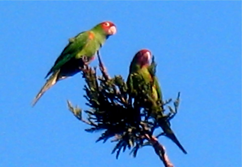 Parrots of Telegraph Hill